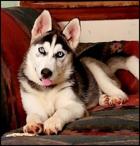 Husky dog on couch